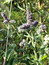 Mentha longifolia, Roßminze, Färbepflanze, Färberpflanze, Pflanzenfarben,  färben, Klostergarten Seligenstadt
